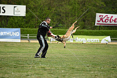 Boomer vom Further Moor