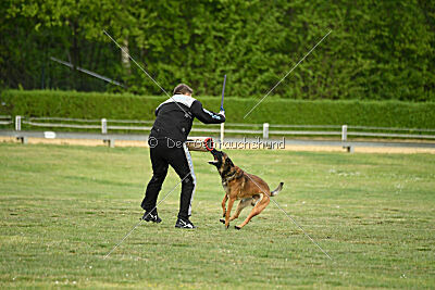 Boomer vom Further Moor