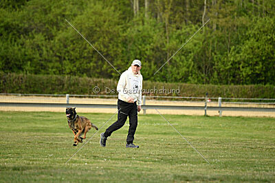 Boomer vom Further Moor