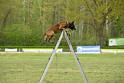 Boomer vom Further Moor