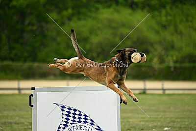 Boomer vom Further Moor