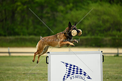 Boomer vom Further Moor