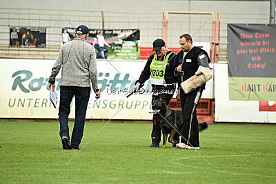 Boomer vom Wolfsdreieck