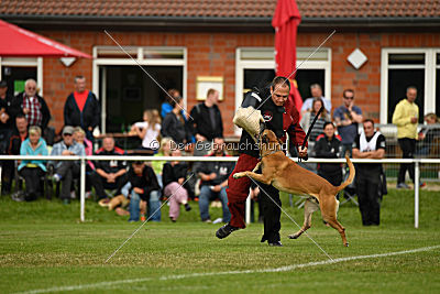 Bowie vom Clan der Wölfe