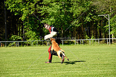 Bowie vom Clan der Wölfe