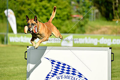 Bowie vom Clan der Wölfe