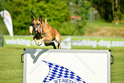 Bowie vom Clan der Wölfe