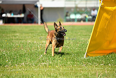 Boyka de Fontemordant