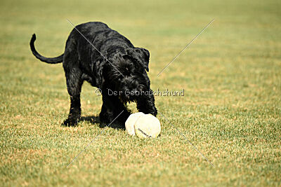 Branka vom Lindelbrunn