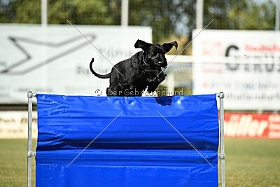 Branka vom Lindelbrunn