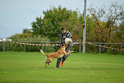 Brave Brisko von den zauberhaften Teufeln