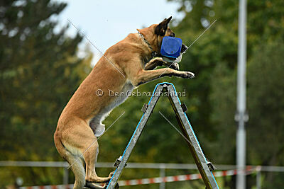 Brave Brisko von den zauberhaften Teufeln