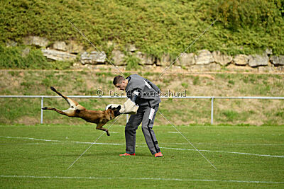 Bree Bonfire von Zamonien