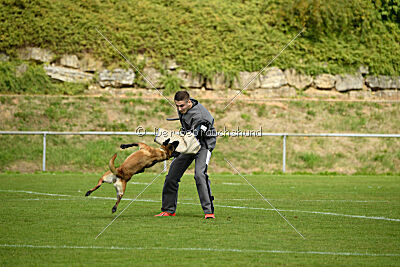 Bree Bonfire von Zamonien