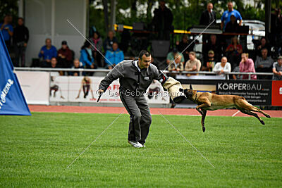 Bree Bonfire von Zamonien