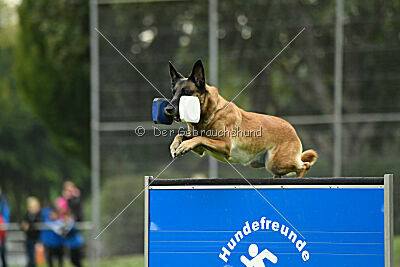 Brianna vom Giannioti Sports Dog