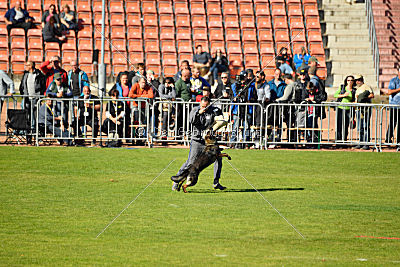 Brisca vom grauen Ma-Holt