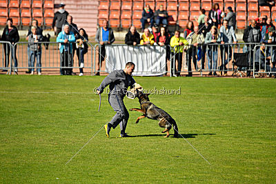 Brisca vom grauen Ma-Holt