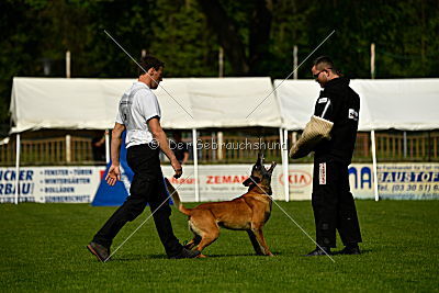 Brisko vom Greifenring