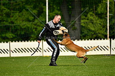 Brisko vom Greifenring