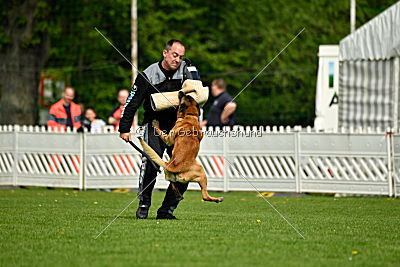 Brisko vom Greifenring