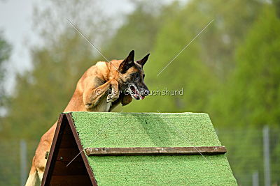 Brisko vom Greifenring