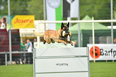 Brisko vom Greifenring