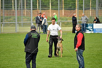 Brisko vom Greifenring