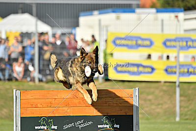 Brix vom Kattenstedter Busch