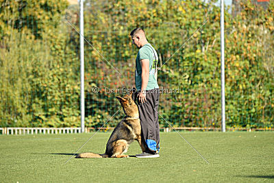 Brix vom Kattenstedter Busch