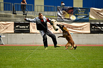 Brixx von der Schwarzen Mamba