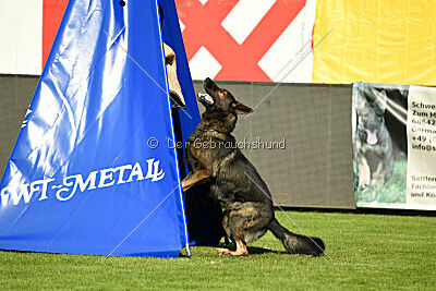 Broxx Canis Invictus