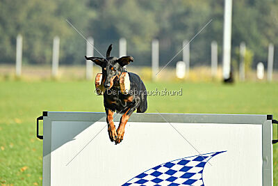 Brückendorfer Bonni