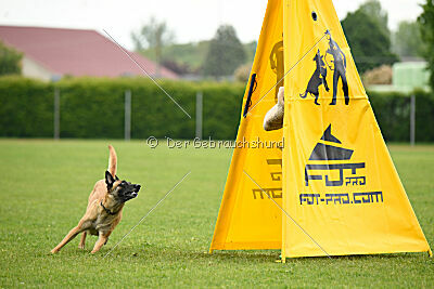 Buckcherry Fox Garden