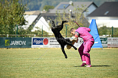 Bullit vom Lindelbrunn