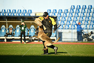 Butterfly vom Spiritus Lusitanus