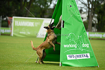 Caja von der schwarzen Mamba