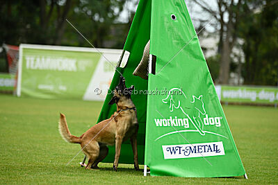 Caja von der schwarzen Mamba
