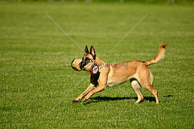 Caja von der schwarzen Mamba