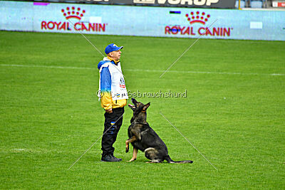 Cali vom alten Gatter