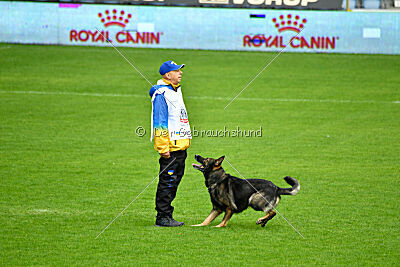 Cali vom alten Gatter