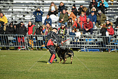 Cali vom alten Gatter