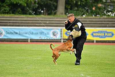 Calito vom Kylltalblick