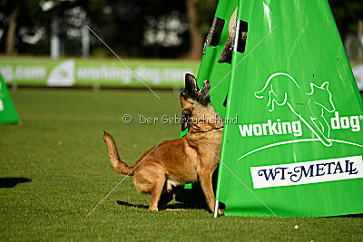 Calle von der schwarzen Mamba