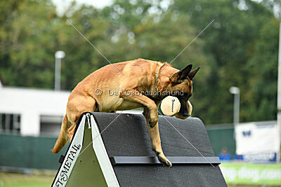 Calle von der schwarzen Mamba