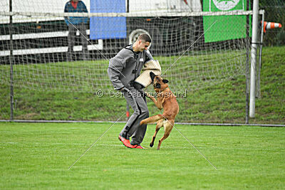 Calle von der schwarzen Mamba