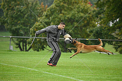 Calle von der schwarzen Mamba
