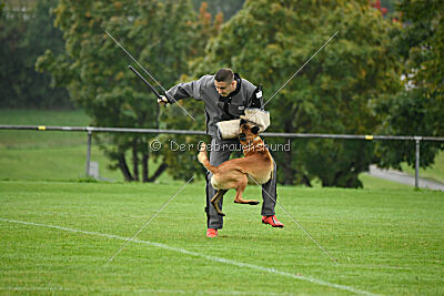 Calle von der schwarzen Mamba