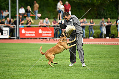 Calle von der schwarzen Mamba
