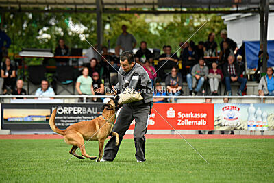 Calle von der schwarzen Mamba